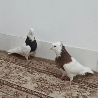 کفتر، کبوتر. 7 عدد طوقی بی نظیر