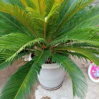 سیکاس سرسبز