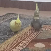 دو نیم میلیون با قفس