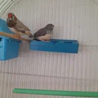 فنچ کینگ . درشت درشت