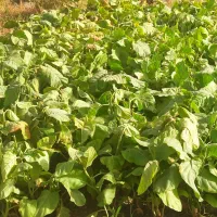 گل خوشبو و شیرین محموداحمدی درجه یک
