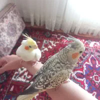 جفت عروس هلندی