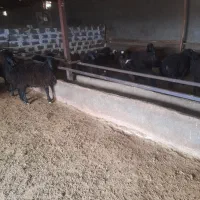 بره نر چاق|حیوانات مزرعه|بوئین زهرا, |دیوار