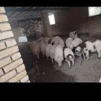 بره نر|حیوانات مزرعه|ماهیدشت, |دیوار