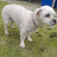 سگ پاکوتاه گم شده