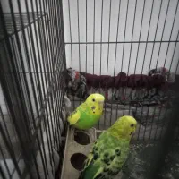 یک جفت مرغ عشق