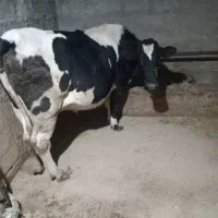 گاو آبستن گاو شیری