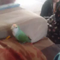 کوتوله گمشده