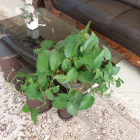 گل طبیعی، هدیه روز مادر|گل و گیاه طبیعی|فردوس (خراسان), |دیوار