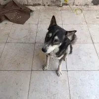 سگ هاسکی|سگ|اهواز, شریعتی جنوبی|دیوار