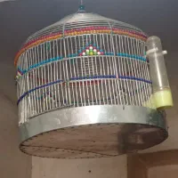 دوعدد جوجه سهره خاکی