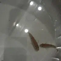 ماهی گوشتخوار جوئل|ماهی|شیراز, حافظیه|دیوار