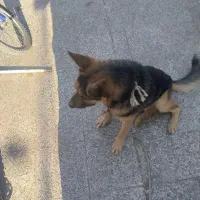 سگ نگهبان ژرمن