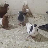 ۱۵عدد کفتر بهبهانی پلاکی