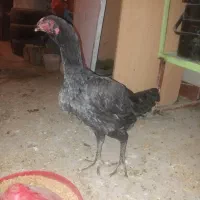 تخم مرغ لاری طوسی