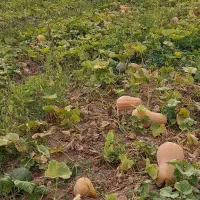 کدو حلوایی در جه یک در زمین به فروش می‌رسد|خوردنی و آشامیدنی|مشگین شهر, |دیوار