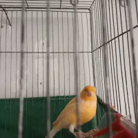 پرنده|پرنده|روانسر, |دیوار