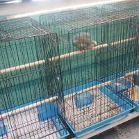 طوطی  راهب جفت مولد|پرنده|قائم‌شهر, |دیوار