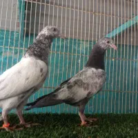 پاکستانی عالی و درجه یک|پرنده|بندرعباس, |دیوار