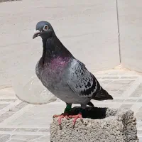پلاکی عراق|پرنده|بندر گناوه, |دیوار