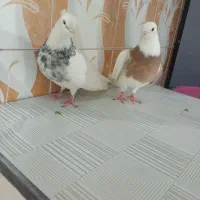 طوقی|پرنده|تبریز, |دیوار