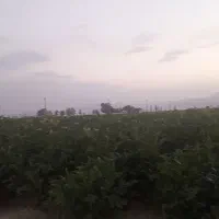 سیب زمینی جلی بذری ۱۴۰۱