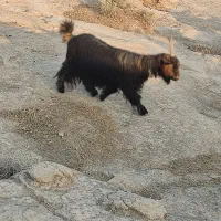 فروش دو عدد بز جوان دو قلو زا|حیوانات مزرعه|هندیجان, |دیوار