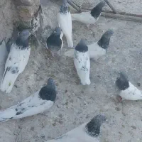 فروشی کبوتر|پرنده|میانه, |دیوار