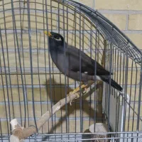 مرغ مینا سخنگو قناری
