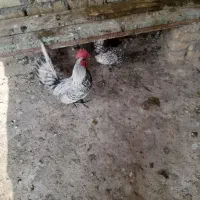 مرغ وخروس|حیوانات مزرعه|میلاجرد, |دیوار