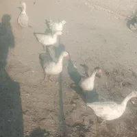 قوغاز|حیوانات مزرعه|سلماس, |دیوار