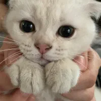 گربه اسکاتیش