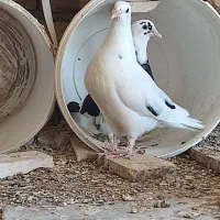 ۷عدد بجه کفتر پرشی
