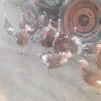 بوقلمون|حیوانات مزرعه|چهاردولی, |دیوار