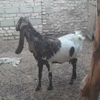 س چندعدد بز فروشی|حیوانات مزرعه|زابل, |دیوار