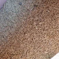 فروش جو|فعالیت داوطلبانه|شیراز, گویم|دیوار