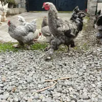 تخم نطفه دار برهما یا امپراطور|حیوانات مزرعه|آمل, |دیوار