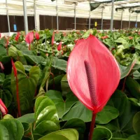 کارشناس و کارآموز گلخانه گل|استخدام صنعتی، فنی، مهندسی|جوادآباد, |دیوار