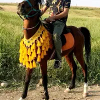 اسب