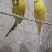 مرغ عشق