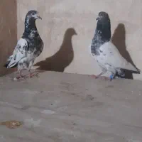 کبوتر تیدی پاکستانی|پرنده|اصفهان, سودان|دیوار