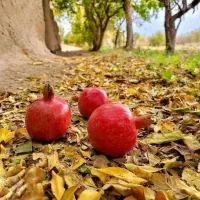 اب-کشاورزی-امامزاده-علی-اکبر