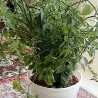 گل طبیعی|گل و گیاه طبیعی|چناران, |دیوار