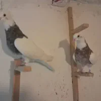 20جفت کبوتر طوقی|پرنده|رباط‌کریم, رباط‌کریم|دیوار