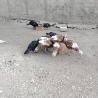 بوقلمون نر و ماده محلی