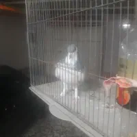 کبوتری|پرنده|برخوار, |دیوار