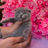 گربه رنگ خاکستری نژاد اسکاتیش فلد