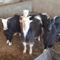 بزغاله نر چاق|حیوانات مزرعه|پاکدشت, پاکدشت (مامازند)|دیوار