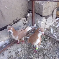 کبوتر نروماده سالم قشنگ|پرنده|میان جلگه, |دیوار