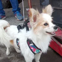 سگ روباهی پا کوتاه